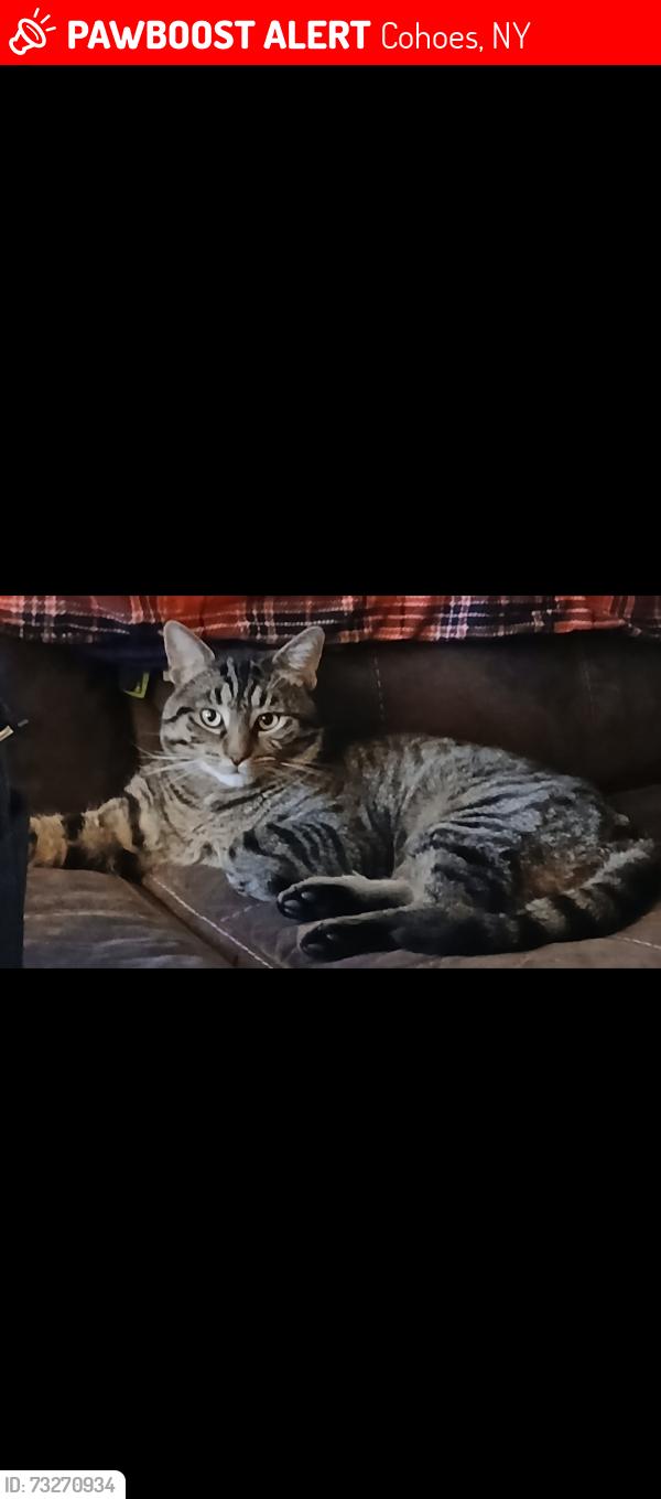Lost Male Cat last seen Garner and willow, Cohoes, NY 12047