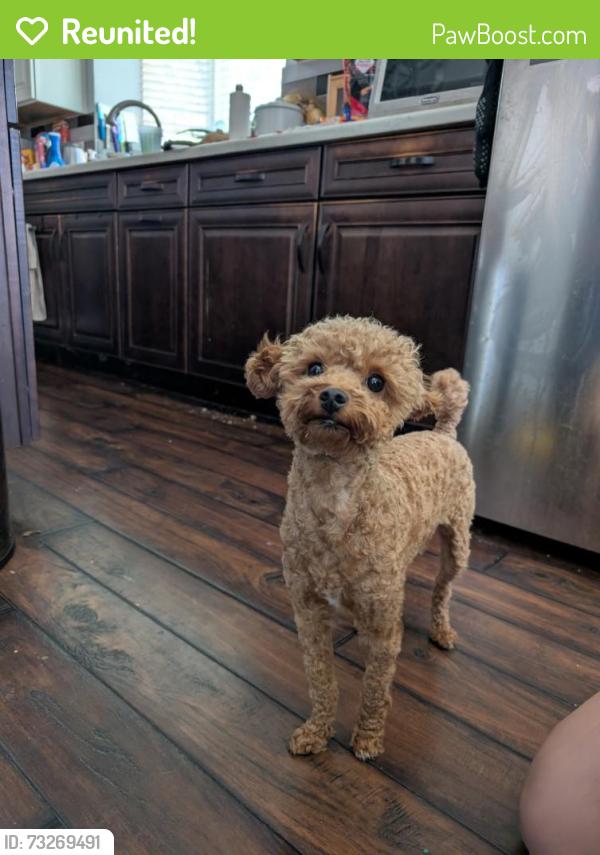 Reunited Female Dog last seen Across from Lake Olympia Marina, Chappell Ln, Missouri City, TX 77459