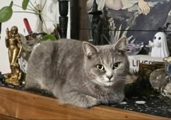 Reunited Female Cat last seen North limestone and upper valley road, Parkesburg, PA 19365