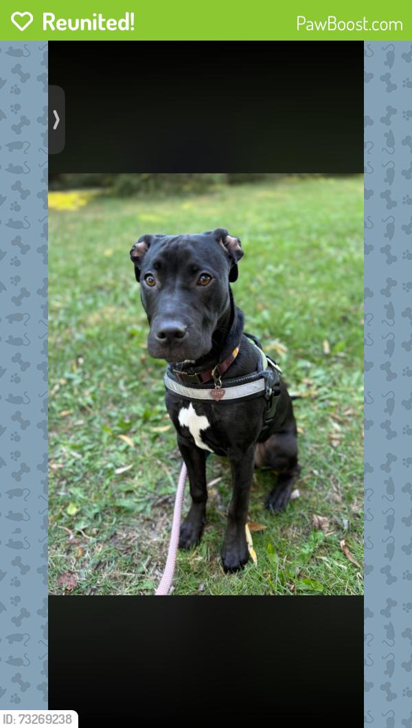 Reunited Male Dog last seen Near Halstead St, Spring Hill, FL 34606, USA, Spring Hill, FL 34606
