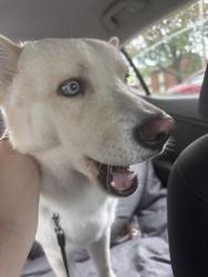 Found/Stray Male Dog last seen Emerson Street, Rochester, NY 14606