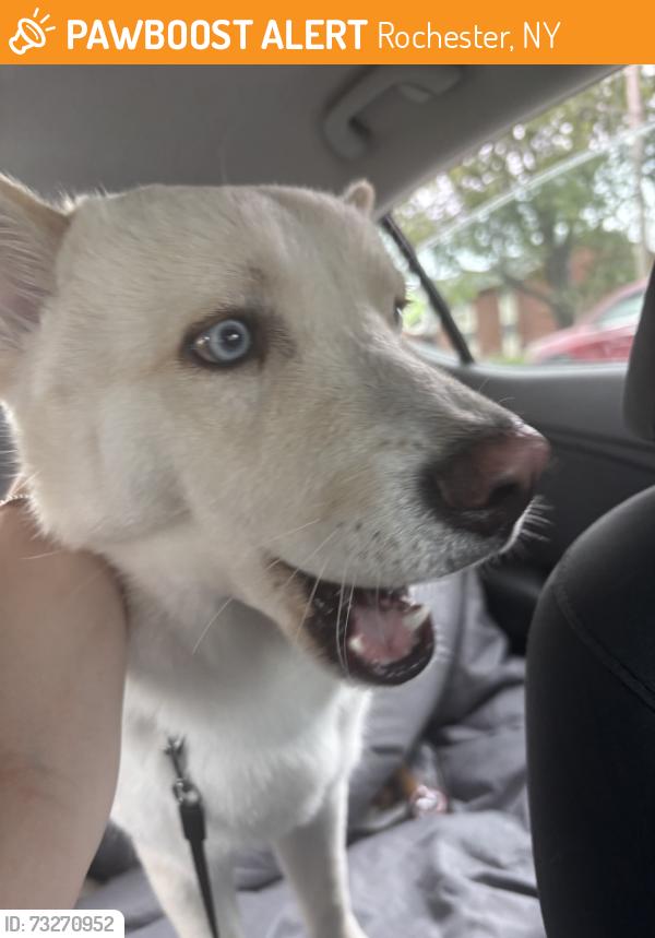 Found/Stray Male Dog last seen Emerson Street, Rochester, NY 14606
