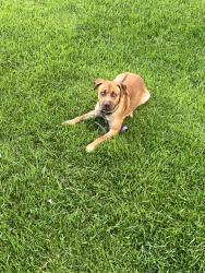 Found/Stray Male Dog last seen Buckskin, Rayne, LA 70578