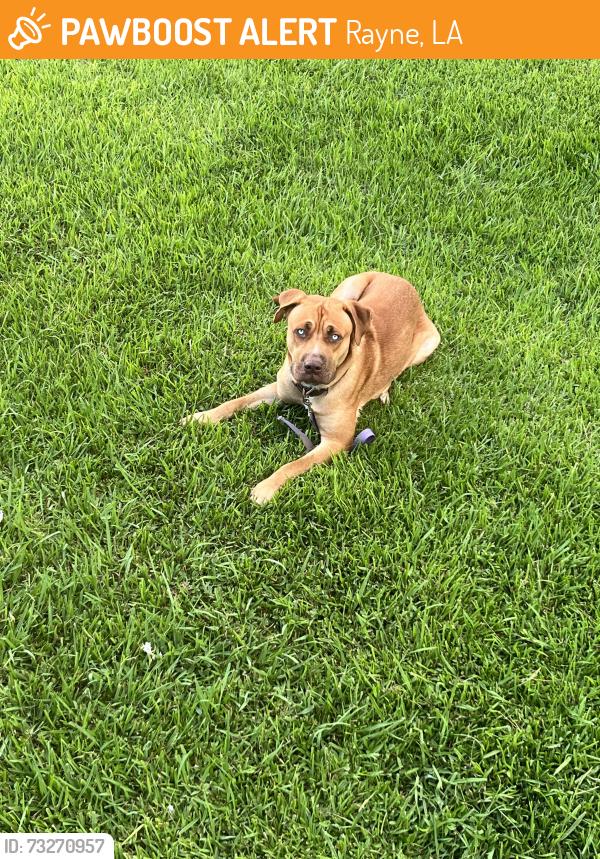 Found/Stray Male Dog last seen Buckskin, Rayne, LA 70578