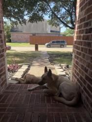 Found/Stray Male Dog last seen Betsy and Murphy Rd, Murphy, TX 75094