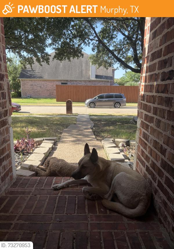 Found/Stray Male Dog last seen Betsy and Murphy Rd, Murphy, TX 75094