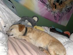 Lost Male Dog last seen Calumet Ct & Monferino Dr, San Jose, CA 95112