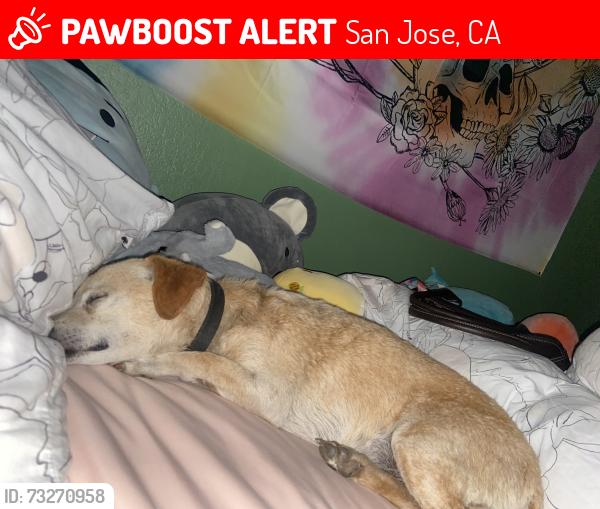 Lost Male Dog last seen Calumet Ct & Monferino Dr, San Jose, CA 95112