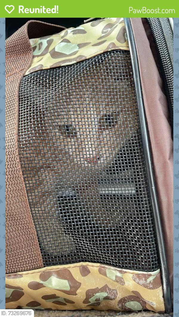 Reunited Male Cat last seen Ventura Blvd, Camarillo, CA 93010