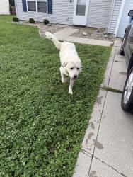 Found/Stray Male Dog last seen Guion/ Zeenat lane - Guion point 2 neighborhood, Indianapolis, IN 46254