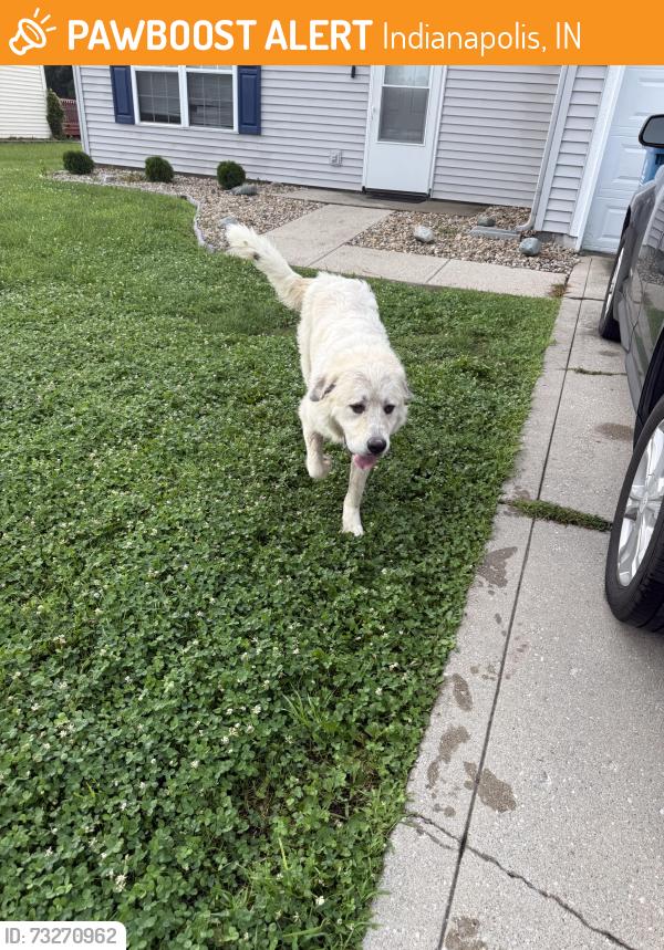 Found/Stray Male Dog last seen Guion/ Zeenat lane - Guion point 2 neighborhood, Indianapolis, IN 46254