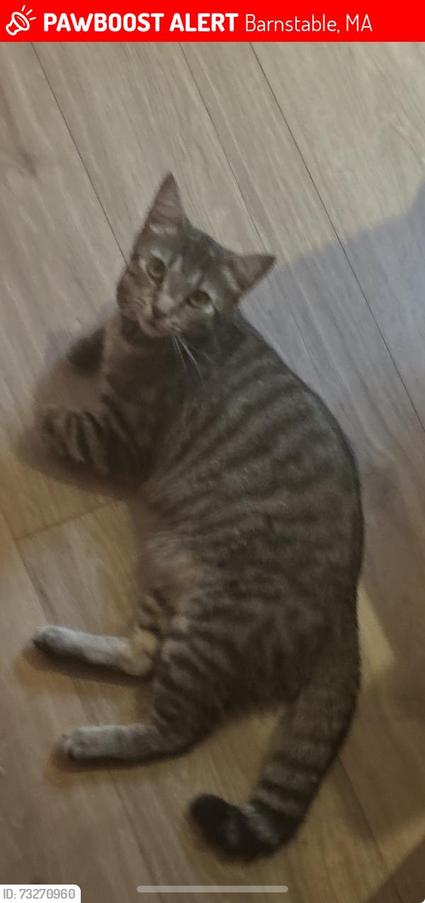 Lost Female Cat last seen Walnut St, Barnstable, MA 02601