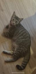 Lost Female Cat last seen Walnut St, Barnstable, MA 02601