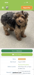 Lost Male Dog last seen Tropicana sandhill, Las Vegas, NV 89121