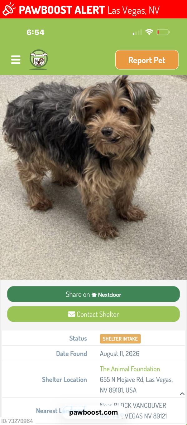 Lost Male Dog last seen Tropicana sandhill, Las Vegas, NV 89121