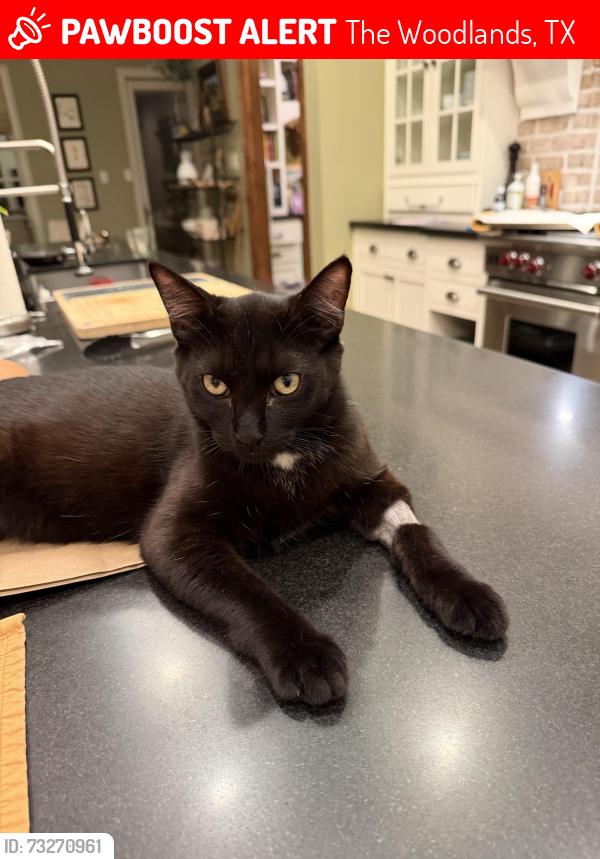 Lost Male Cat last seen South Doe Run Drive, The Woodlands, TX 77380