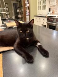 Lost Male Cat last seen South Doe Run Drive, The Woodlands, TX 77380