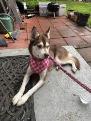 Found/Stray Female Dog last seen Near Laurel dr, Indianapolis, IN 46227