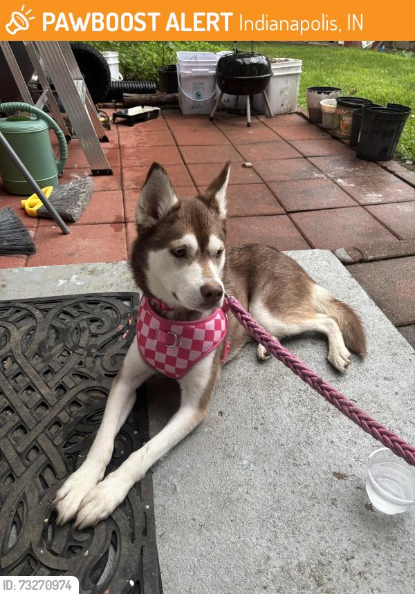 Found/Stray Female Dog last seen Near Laurel dr, Indianapolis, IN 46227