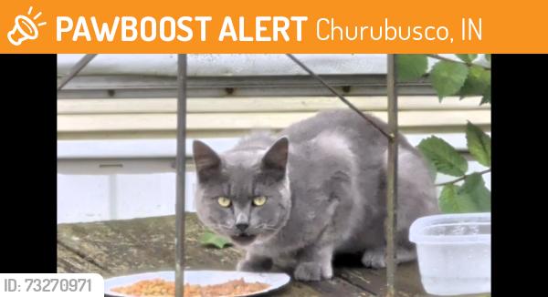 Found/Stray Unknown Cat last seen Blue Ridge ests, Churubusco, IN 46723