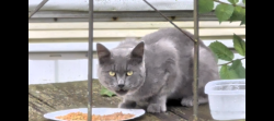 Found/Stray Unknown Cat last seen Blue Ridge ests, Churubusco, IN 46723