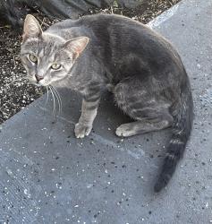 Found/Stray Unknown Cat last seen NE 36th and Martin Luther King, Oklahoma City, OK 73111