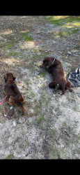 Reunited Male Dog last seen Mimosa and zibra, Middleburg, FL 32068
