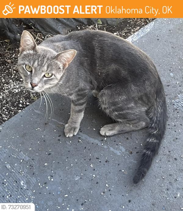 Found/Stray Unknown Cat last seen NE 36th and Martin Luther King, Oklahoma City, OK 73111