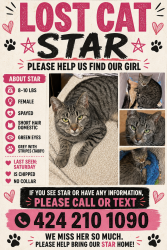 Lost Female Cat last seen Wilmington ave, Los Angeles, CA 90744
