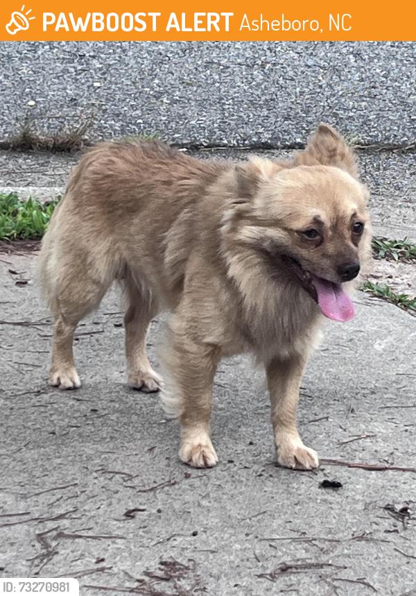 Found/Stray Male Dog last seen Shepherds Way, Asheboro, NC 27205
