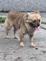 Found/Stray Male Dog last seen Shepherds Way, Asheboro, NC 27205