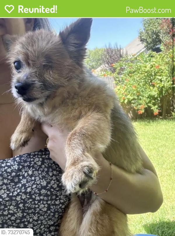 Reunited Unknown Dog last seen Park glen elementary, Fort Worth, TX 76137