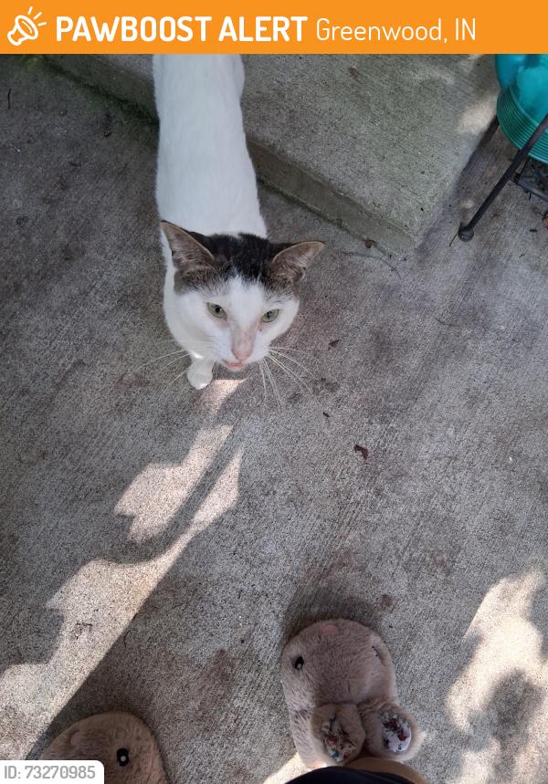 Found/Stray Male Cat last seen Fry Rd and US 31, Greenwood, Greenwood, IN 46142