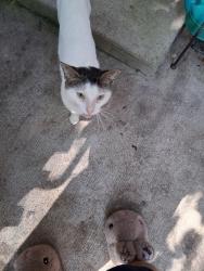 Found/Stray Male Cat last seen Fry Rd and US 31, Greenwood, Greenwood, IN 46142