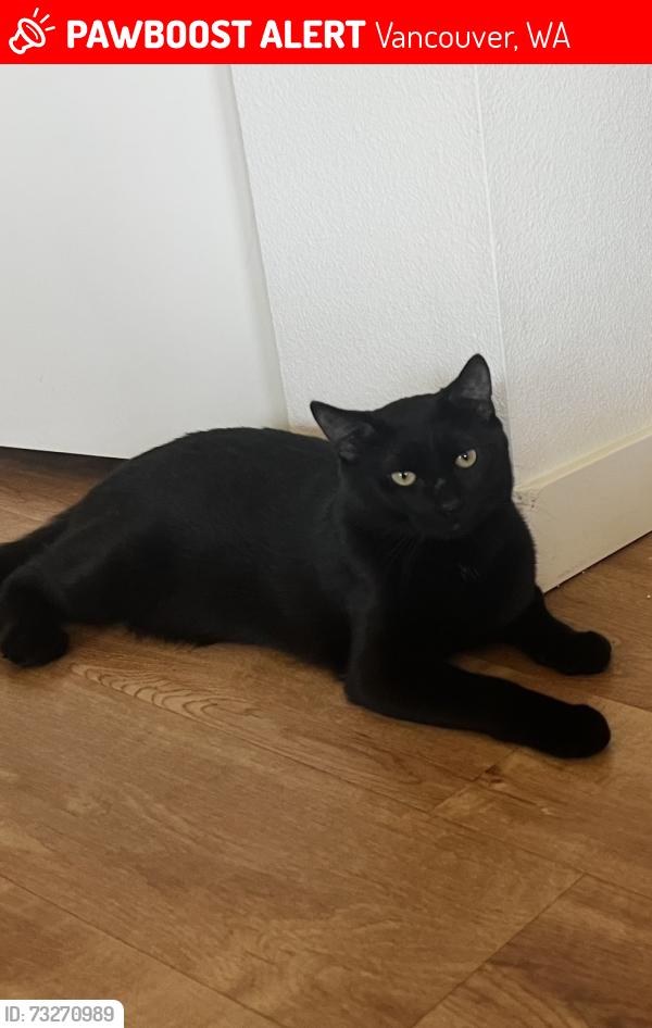 Lost Male Cat last seen NE 65th Ave, Vancouver, WA 98661
