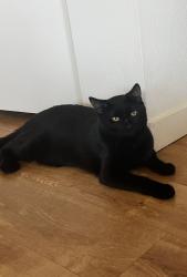Lost Male Cat last seen NE 65th Ave, Vancouver, WA 98661