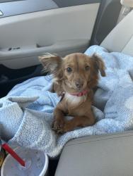 Reunited Female Dog last seen Sapphire Ln & emerald Dr, Aurora, IL 60506