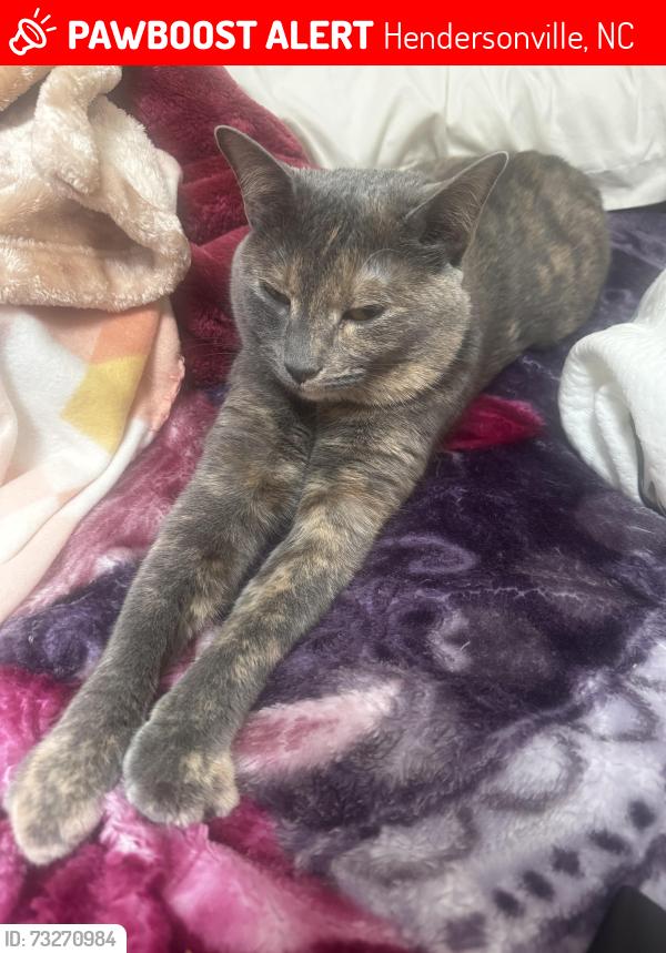 Lost Female Cat last seen Near the radius of Jackson park Hendersonville nc, Hendersonville, NC 28792
