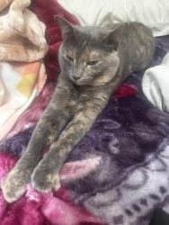 Lost Female Cat last seen Near the radius of Jackson park Hendersonville nc, Hendersonville, NC 28792