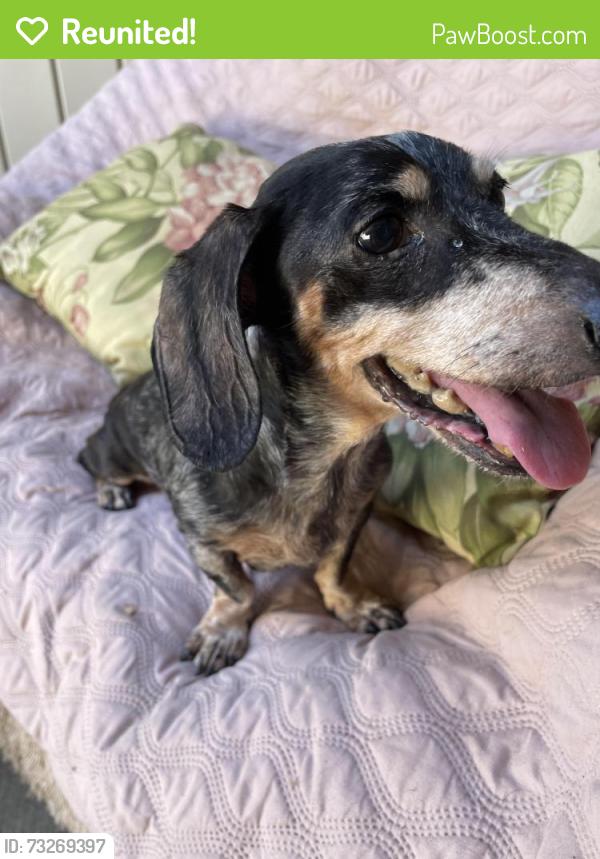 Reunited Male Dog last seen Chaha & Karen circle, Rowlett, TX 75088