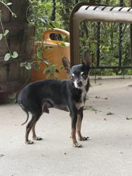 Reunited Male Dog last seen Central ave, Cheyenne, WY 82006