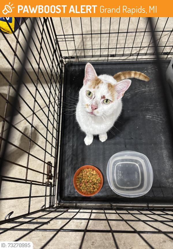 Found/Stray Unknown Cat last seen 60th and Hanna Lake, Grand Rapids, MI 49512