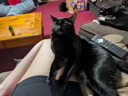 Lost Male Cat last seen Cherry Creek and River Trail CT, Columbus, OH 43228