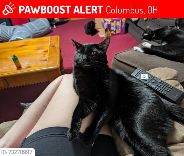 Lost Male Cat last seen Cherry Creek and River Trail CT, Columbus, OH 43228