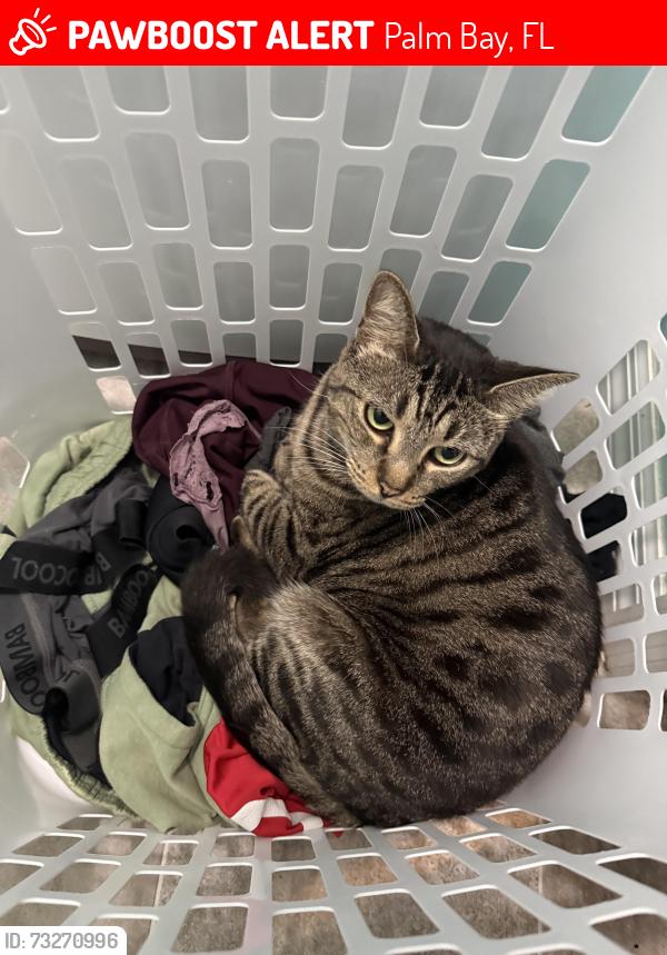 Lost Female Cat last seen Emerson, Palm Bay, FL 32907