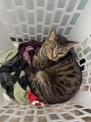 Lost Female Cat last seen Emerson, Palm Bay, FL 32907