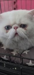 Reunited Unknown Cat last seen Firestone and Old Rivet School Road, Downey, CA 90241