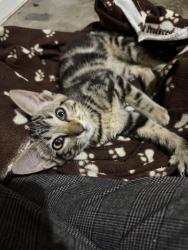 Found/Stray Female Cat last seen Meijer on Maysville RD, Fort Wayne, IN 46835