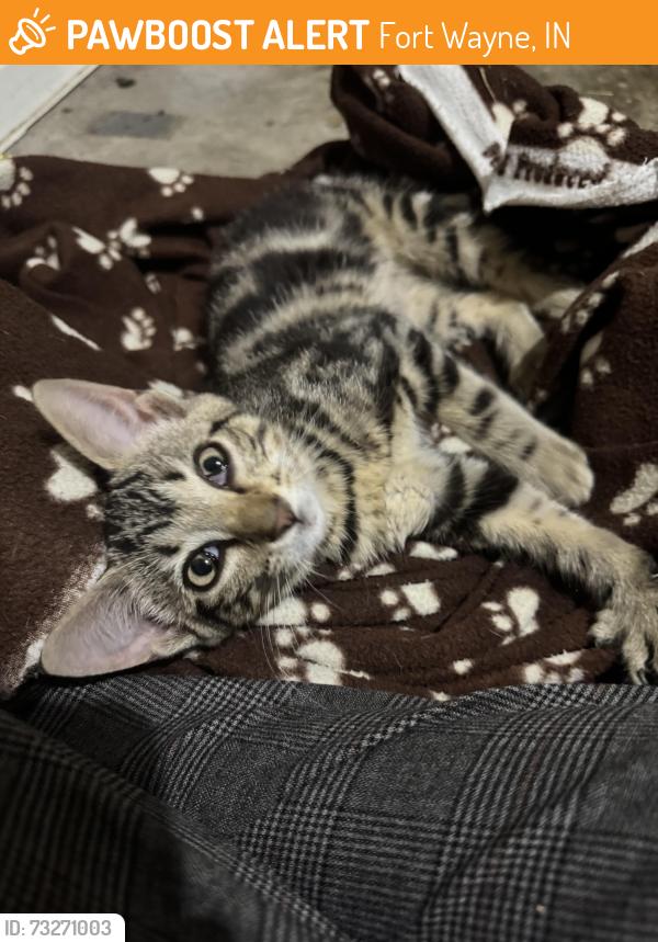 Found/Stray Female Cat last seen Meijer on Maysville RD, Fort Wayne, IN 46835