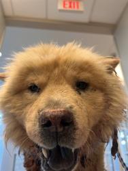 Shelter Stray Male Dog last seen SHADOW CREEK PKWY, 8311 Freedom Dr, Pearland, TX 77581, USA